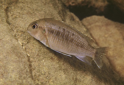 Tropheops sp. 'band' Nkhata Bay